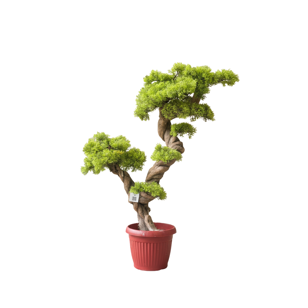 Bonsai Plants