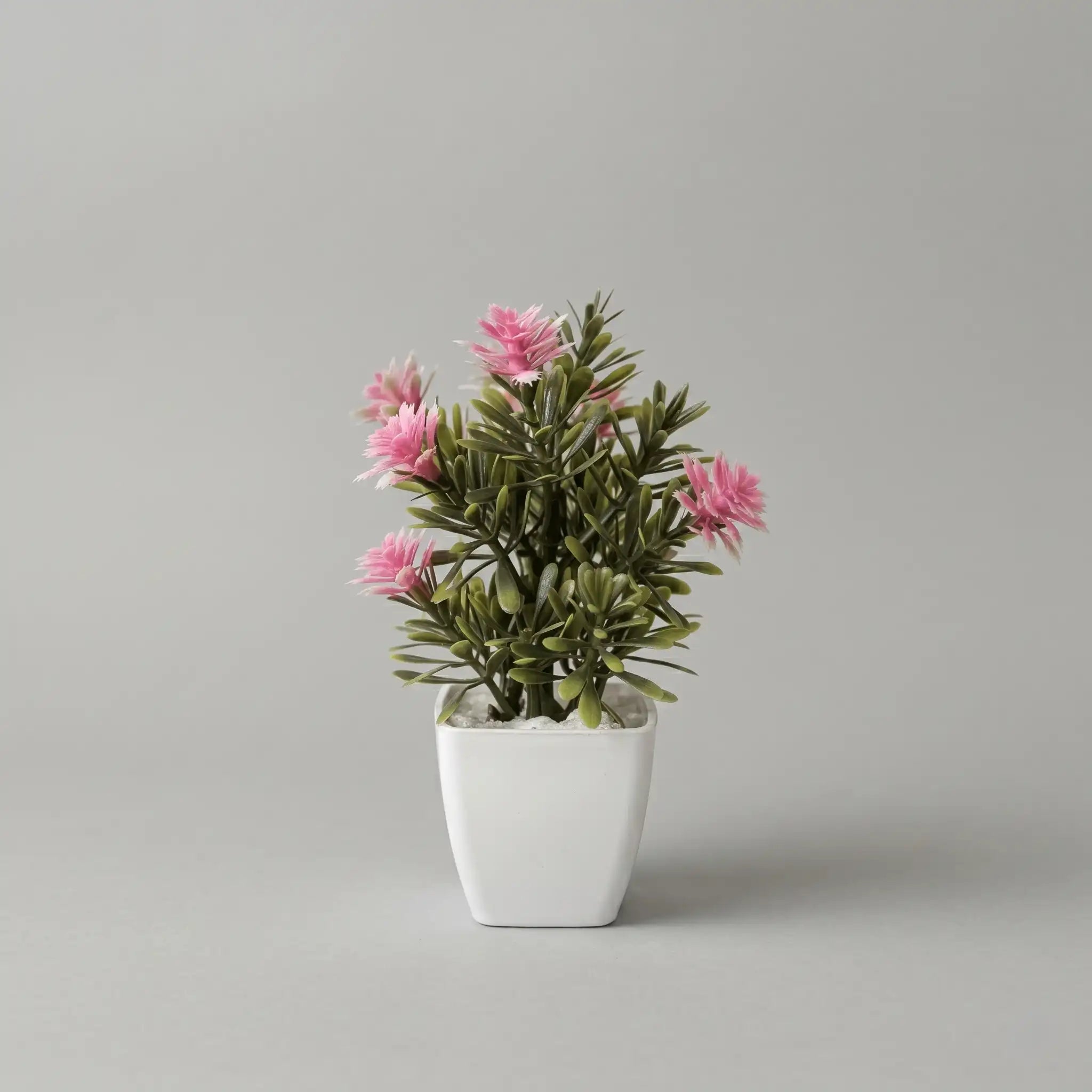 Mini Flower Plant