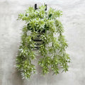 hanging green plant decor for home